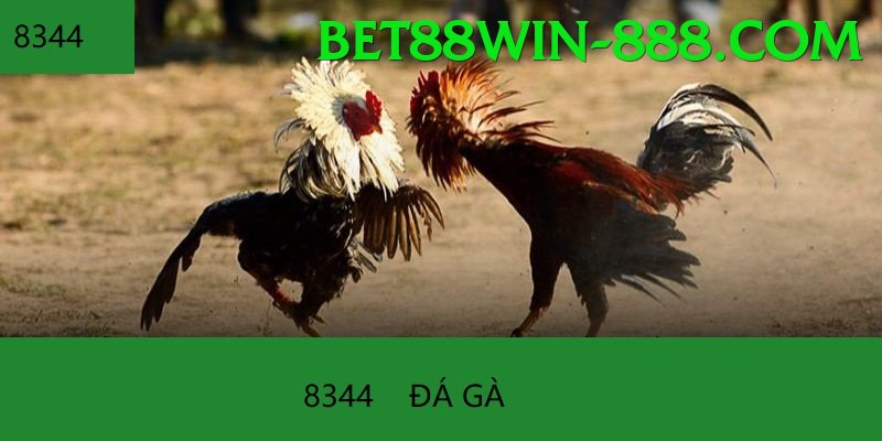 Đá Gà Trực Tiếp - bet88win