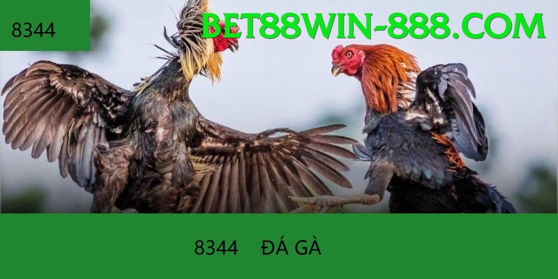 Đá Gà Trực Tiếp - Trải nghiệm tuyệt vời